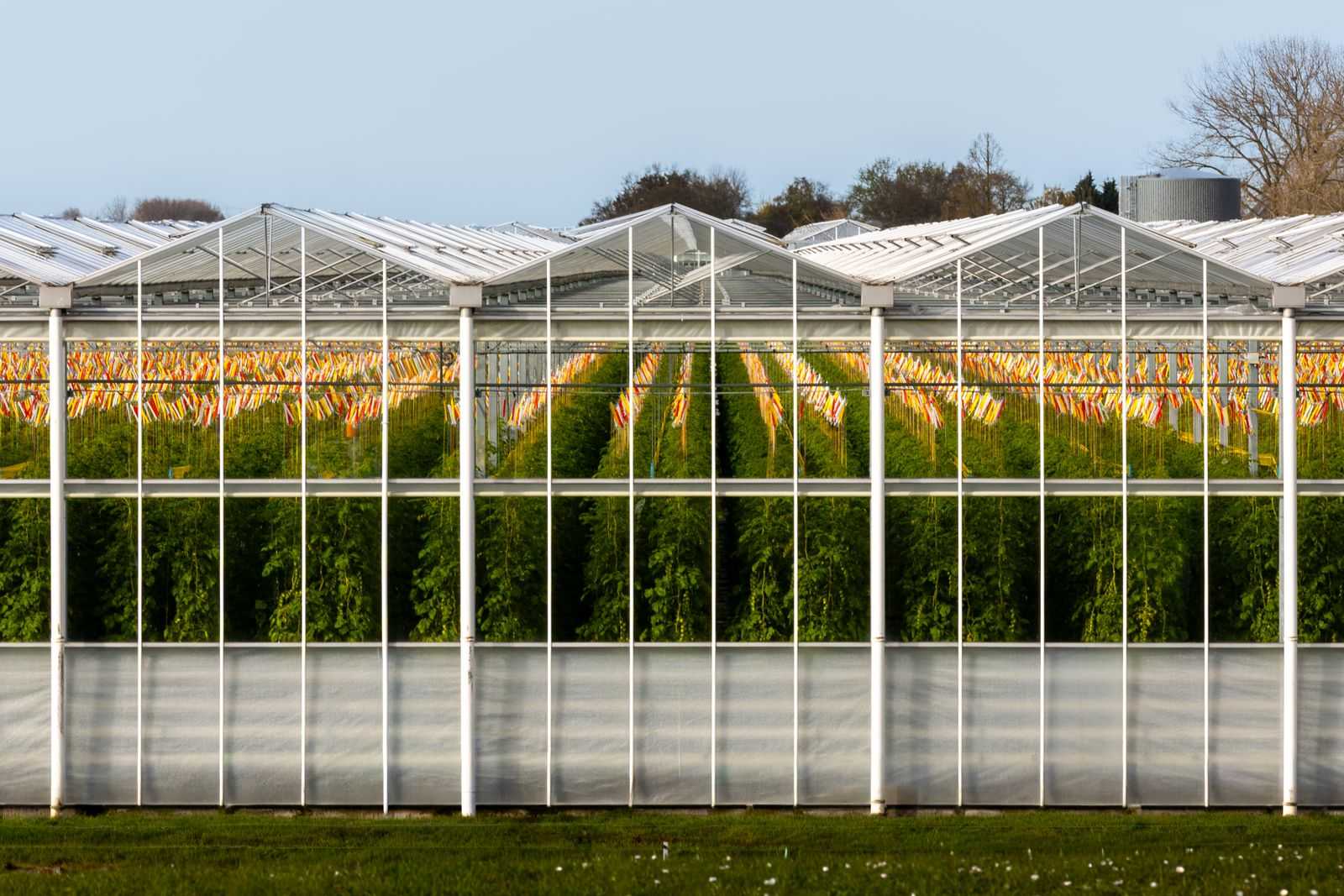 Moderne glastuinbouwkas met plantenrijen, kenmerkend voor Pijnacker